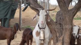 Greece: Greece struggles to curb worsening sheep, goat pox outbreak