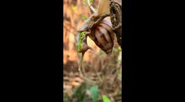 Mesmerizing Macro: Snail Devours Delicious Leaves in Hauz Khas Garden