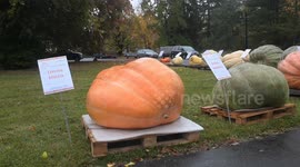 Poland: Giant pumpkin “Klementyna” crowned heaviest at annual competition in Poland