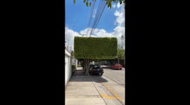 Perfectly Squared Tree