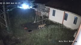 Sumatran Tiger Caught on CCTV Inside Indonesia’s National Research Facility, Locals Told to Stay Home