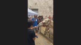 Thirsty camel rips drink out of visitor's hand and downs it before spitting out empty cup