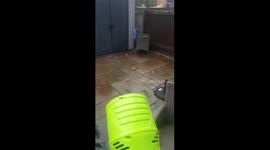 Border Collies Jumping for Bubbles