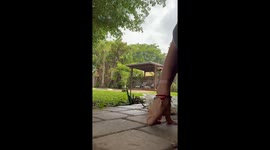 Woman befriends 'miniature dinos' as she feeds group of tiny lizards in her garden