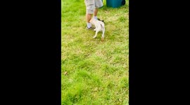 Hyper Dog Alert! Morty's Hilarious Shoe String Heist Caught on Camera