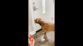 Heartwarming Reunion: Dog's Hilarious Reaction to Owner's Brief Absence!