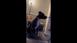 Excited pit bull waits for her dad to come home in Dartford, England, UK