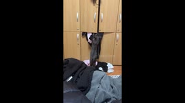 Mischievous cat pulls clothes out of wardrobe in Bucharest, Romania