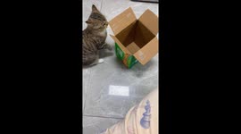Determined cat squeezes perfectly into tiny box in Liaoning, China