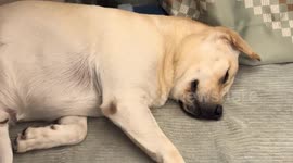 Labrador dog sleeps soundly and snores adorably in Beijing