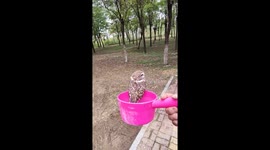 Rescuer helps little owl practice flying in Hebei, China