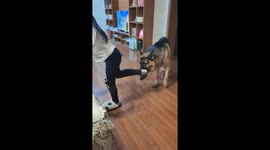 Playful German Shepherd accidentally knocks girl over in Jilin, China