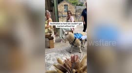 Couple tie the knot at an animal sanctuary - with disabled sheep as ring bearer