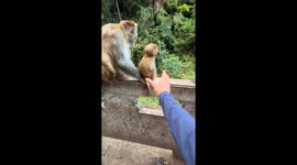 Protective mother monkey guards her baby from visitor in Guizhou, China