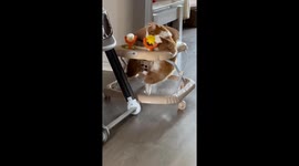 Ginger cat chills in baby walker in Kurgan, Russia
