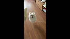 Energetic pup can’t stop jumping for a snack in Shandong, China