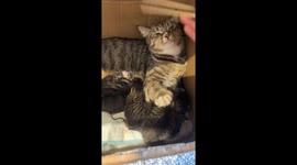 Mother cat mistakes a mouse for her kitten in Guangdong, China