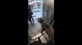 'Gentle giant' pit bull enters elevator without leash - viewers torn over dog owner's actions