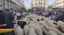 Hundreds of sheep and goats cross the center of Madrid for the annual Transhumance Festival.in Madrid on 19 th October , 2025.