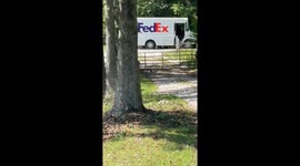 Dog Retrieves Packages for Treats