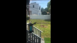 Dog Entertains Himself With the Zoomies