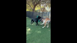 Dogs Doing Capoeira