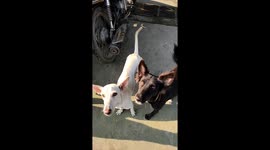 Two dogs one young and one old jumping to get the cookies in very funny way.
