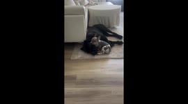 Lil Frenchie and Big Large Cane Corso Snuggle