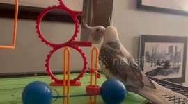 Cockatiel admires himself in the mirror saying Pretty pretty pretty and singing song