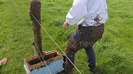 A queen bee landed on me and i accidentally found myself with a swarm of bees on me!