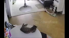 Cat startled as droplight lamp suddenly falls in Zhejiang, China