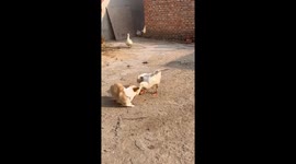 Corgi and goose engage in playful scuffle in Shandong, China