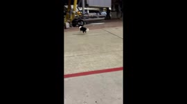 Runaway dog sprints across airport tarmac in Taiwan