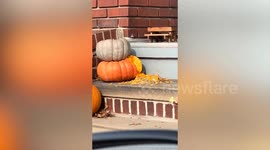 Oversized squirrels caught devouring Halloween pumpkins