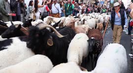 Madrid's woolly invasion: Spain's capital taken over by 1,000 sheep and goats