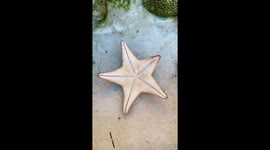 Starfish moving on the sea floor