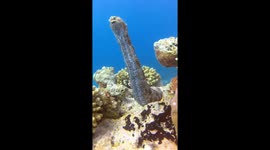 Sea cucumber feeding among corals in the Red Sea