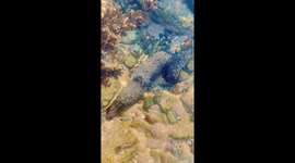 Sea cucumber resting and moving in shallow coastal water