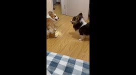 The Dogs’ Instant Obedience