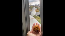 The Gull's Takeout Order-Mooncake