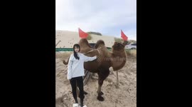 Don't Underestimate the Power of Camels