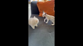 The Kittens’ Boxing Match
