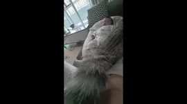 Baby vs. Kitten: Foot War