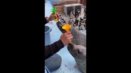 Two Seals: Natural Talent vs. Total Fail