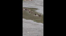 The Sparrows' Public Bath