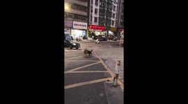 Dogs' Fight Stops Traffic!