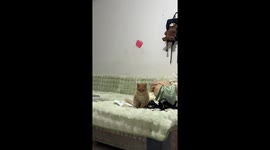 Stray Cat’s First Step on Sofa