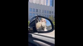 The Dog’s Simple Joy of a Car Ride