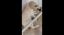 When a Puppy Fights Back
