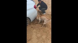 Dog Becomes Rescue Crew